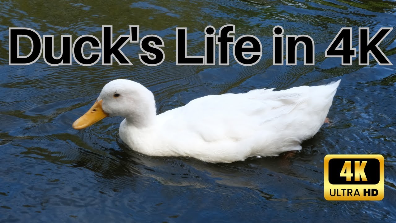Feathered Elegance: A Duck's Life in 4K. #birdwatching #birdsong #thehowtoacademy