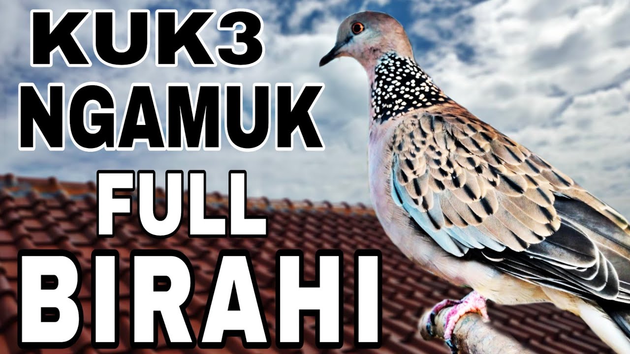 Derkuku kuk3 lokal gacor ngamuk suara empuk dongkrak birahi