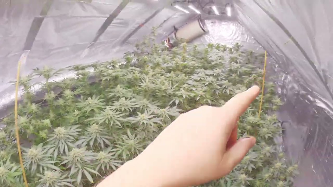 Pyramid Seeds Kryptonite Feminised
