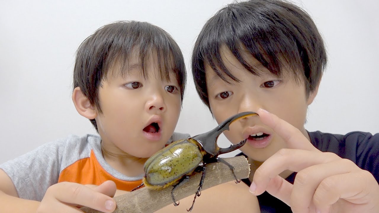 新しい家族が増えました！世界一のカブトムシ！ヘラクレスオオカブトのカップルがやってきた⭐️名前を決めよう！夏休みの自由研究 rhinoceros beetles 家族Vlog