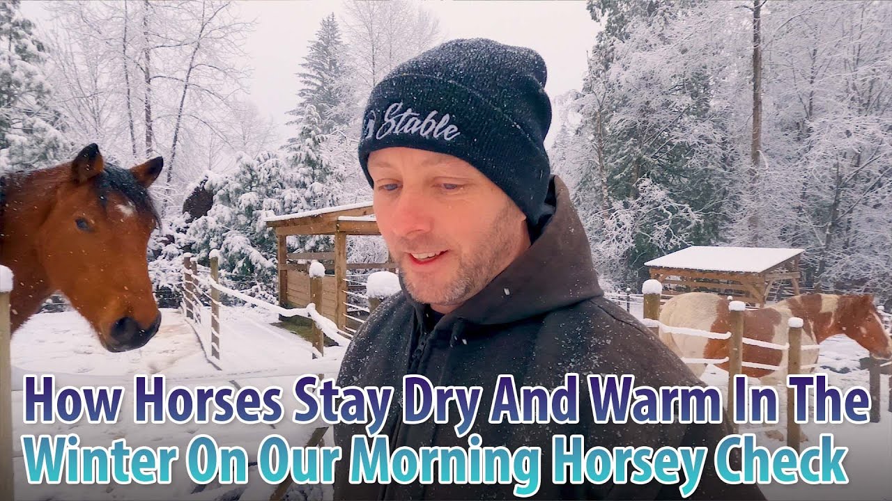 How Horses Stay Dry And Warm In The Winter On Our Morning Horsey Check