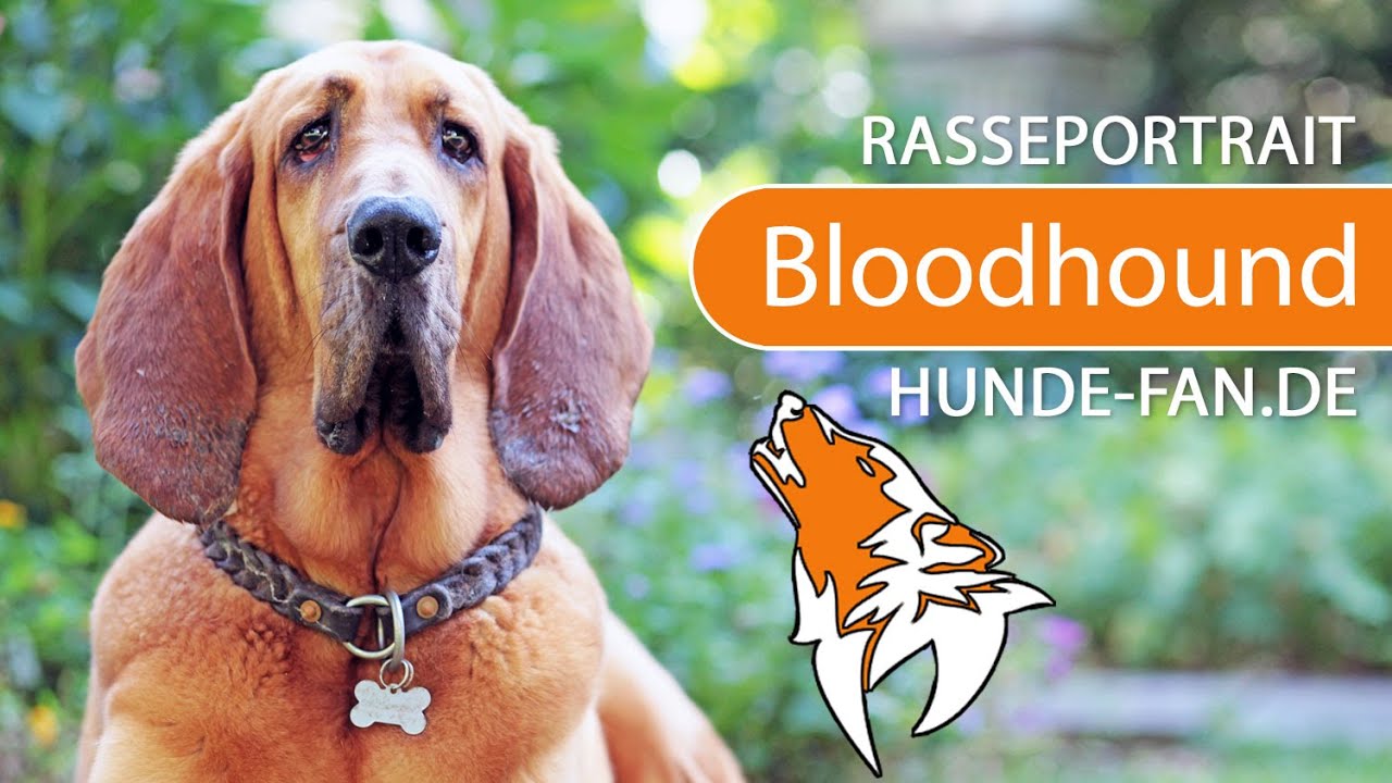 ► Bloodhound - Bluthund [2021] Rasse, Aussehen & Charakter