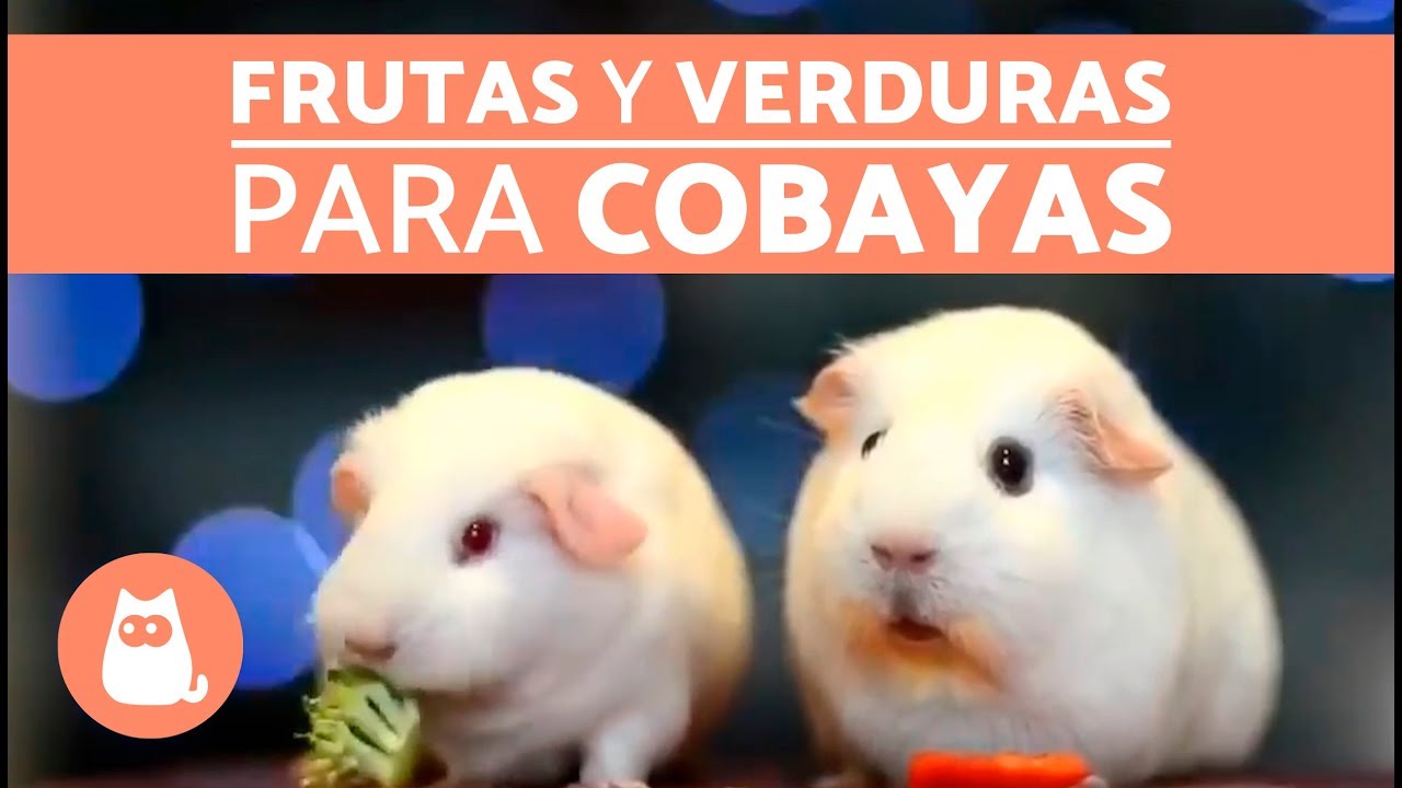 FRUTAS Y VERDURAS para cobayas 🐹 - ALIMENTA TU CUY
