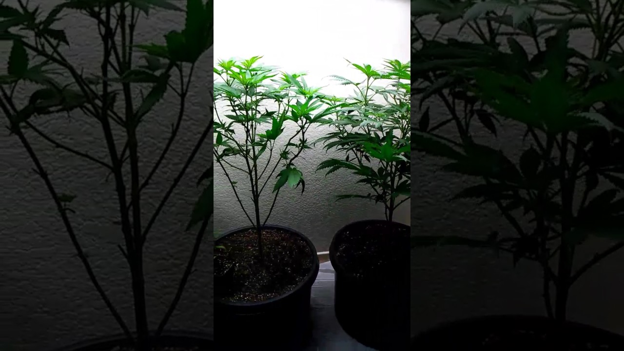 First time Grower