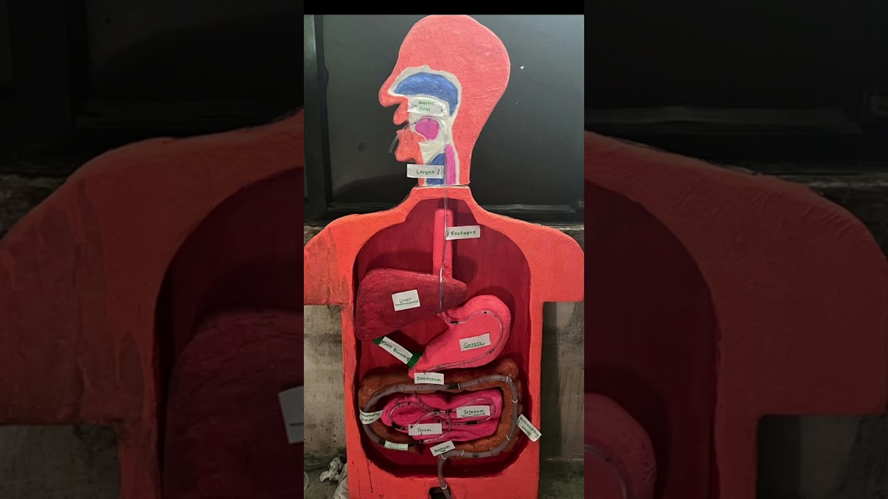 Anatomy of gastrointestinal 