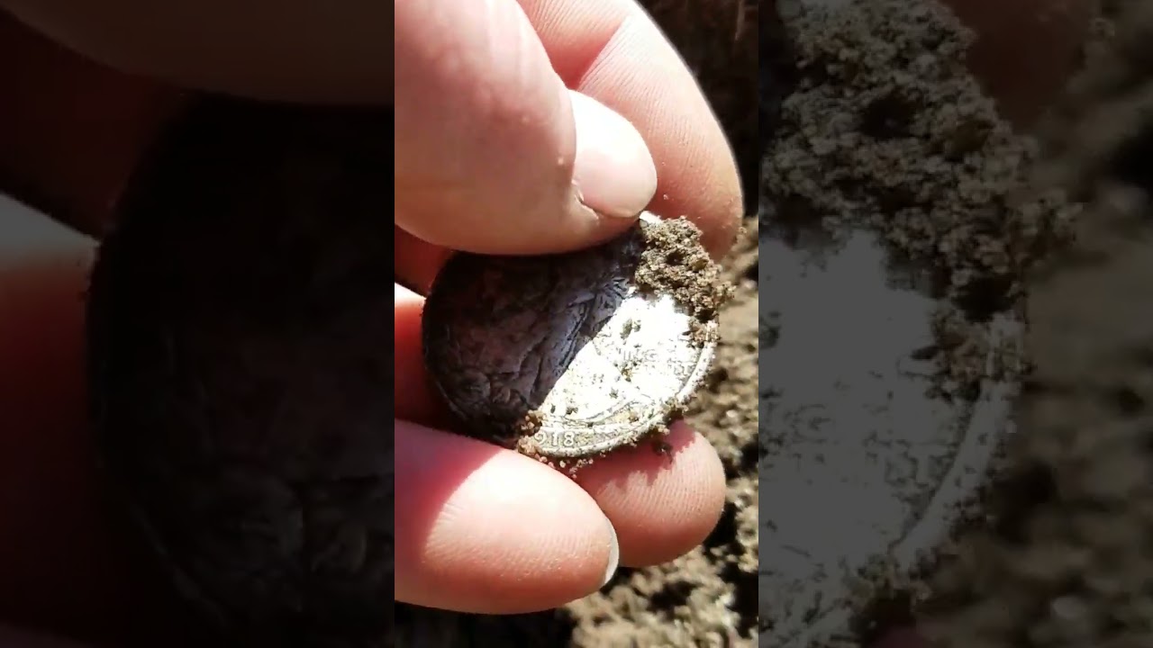 1918 Walking liberty half dollar found. Metal Detecting Michigan.