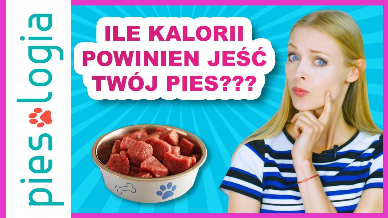 How many calories should your dog eat?