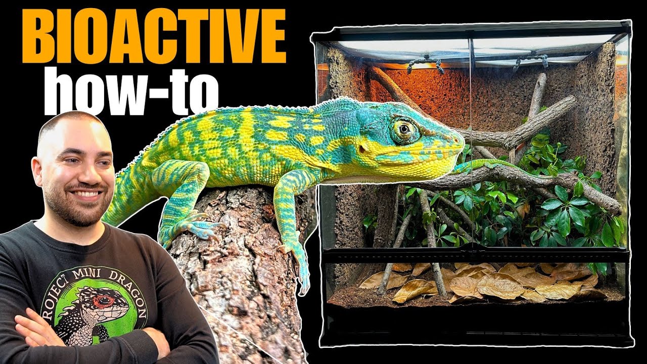 UPGRADING MY BLUE BEAUTY ANOLES INTO LARGE TERRARIUM + PAIRING!