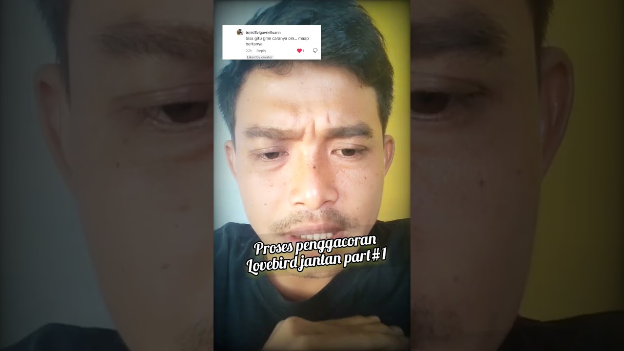 proses jantan KONSLET #proseskonslet #proseslovebirdkonslet