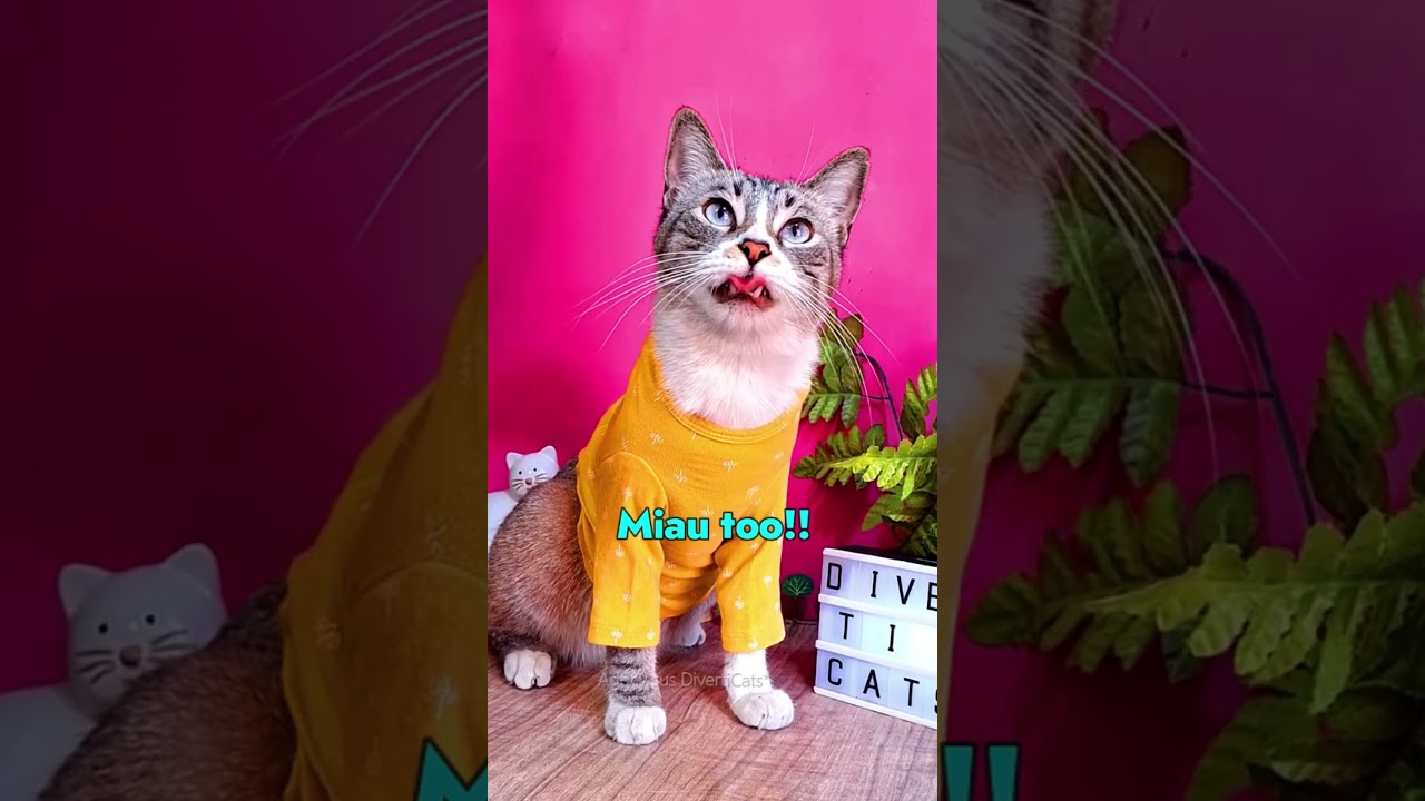 Chistes! Compilacion divertida con gatitos traviesos! 🤣Parodias y humor con michis locos