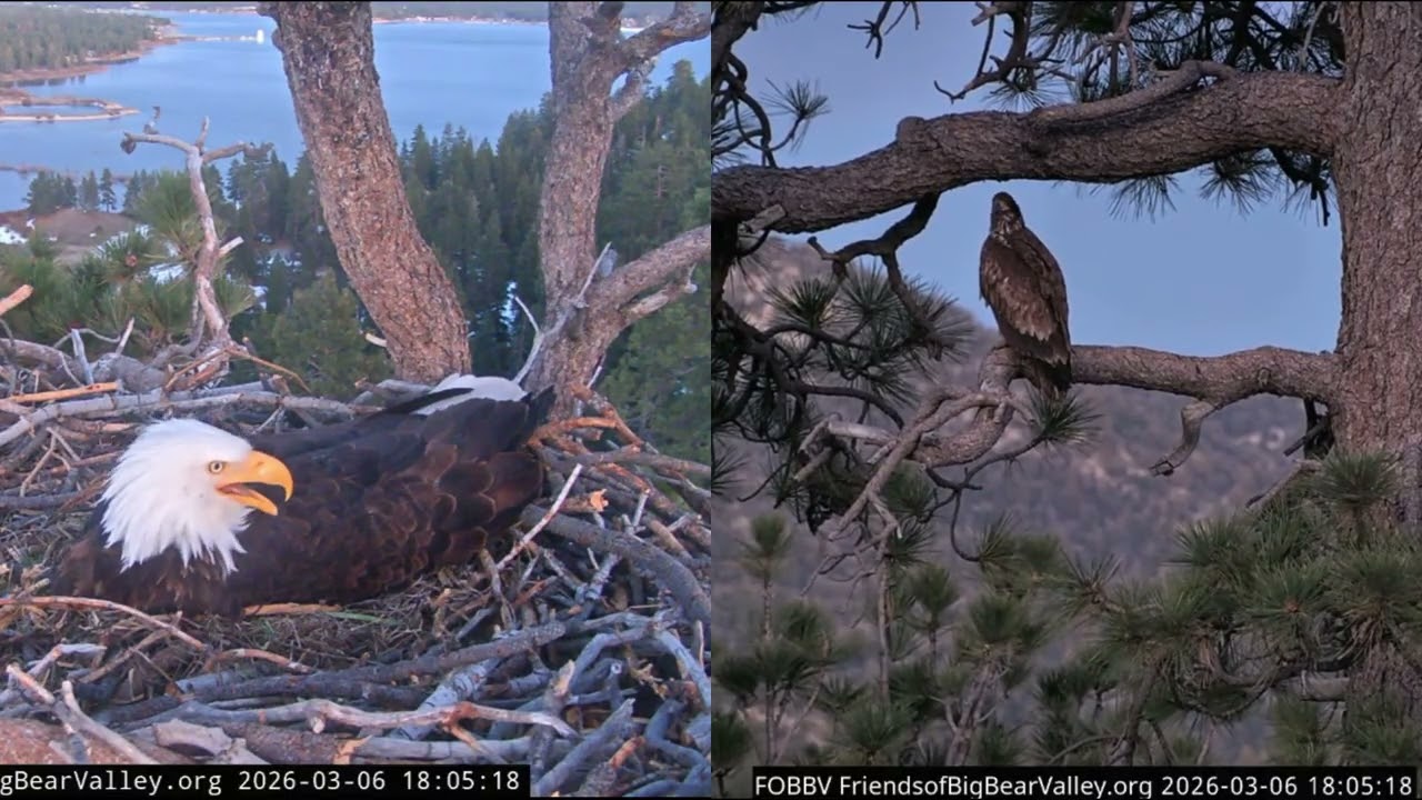 Shadow's very long shift continues, Shadow, immature and juvenile 06.03.2026 @FOBBVCAM