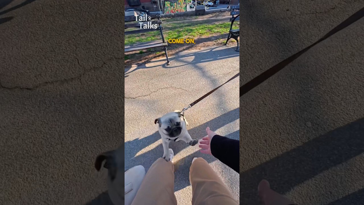 We met a very energetic pug named Croissant! #pug #dog