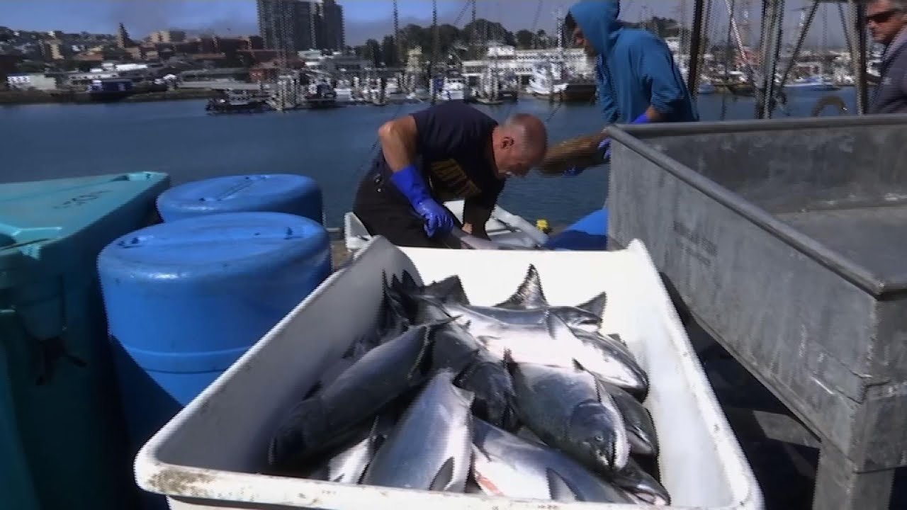 Lab-grown salmon startup looks to scale up