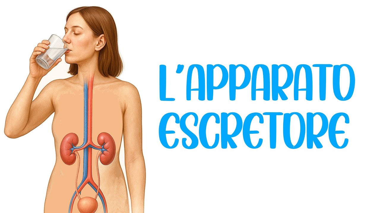 💧🥛 L'APPARATO ESCRETORE o URINARIO 🥤🧃 L'ACQUA E LE SUE FUNZIONI nel Corpo Umano 💦 Scienze 📚