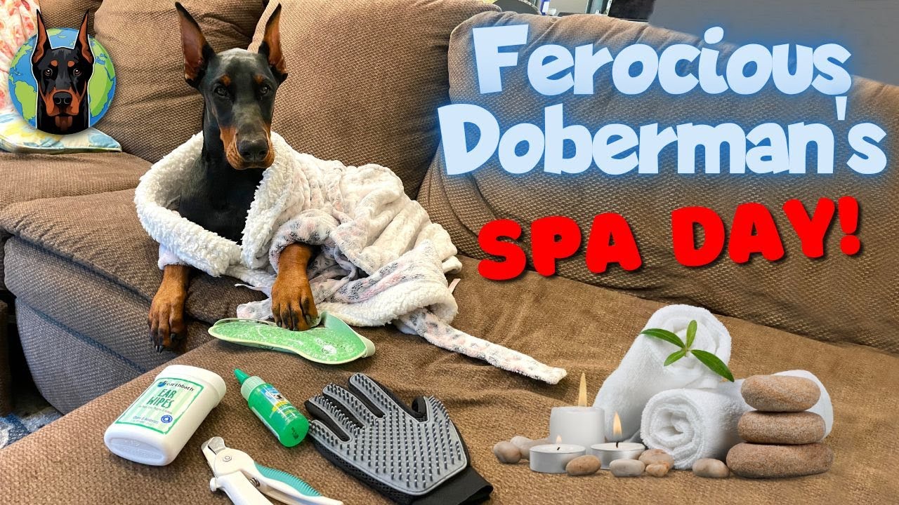 Regular Doberman Maintenance—Bathe, Brush, Ears, Nails, and Teeth