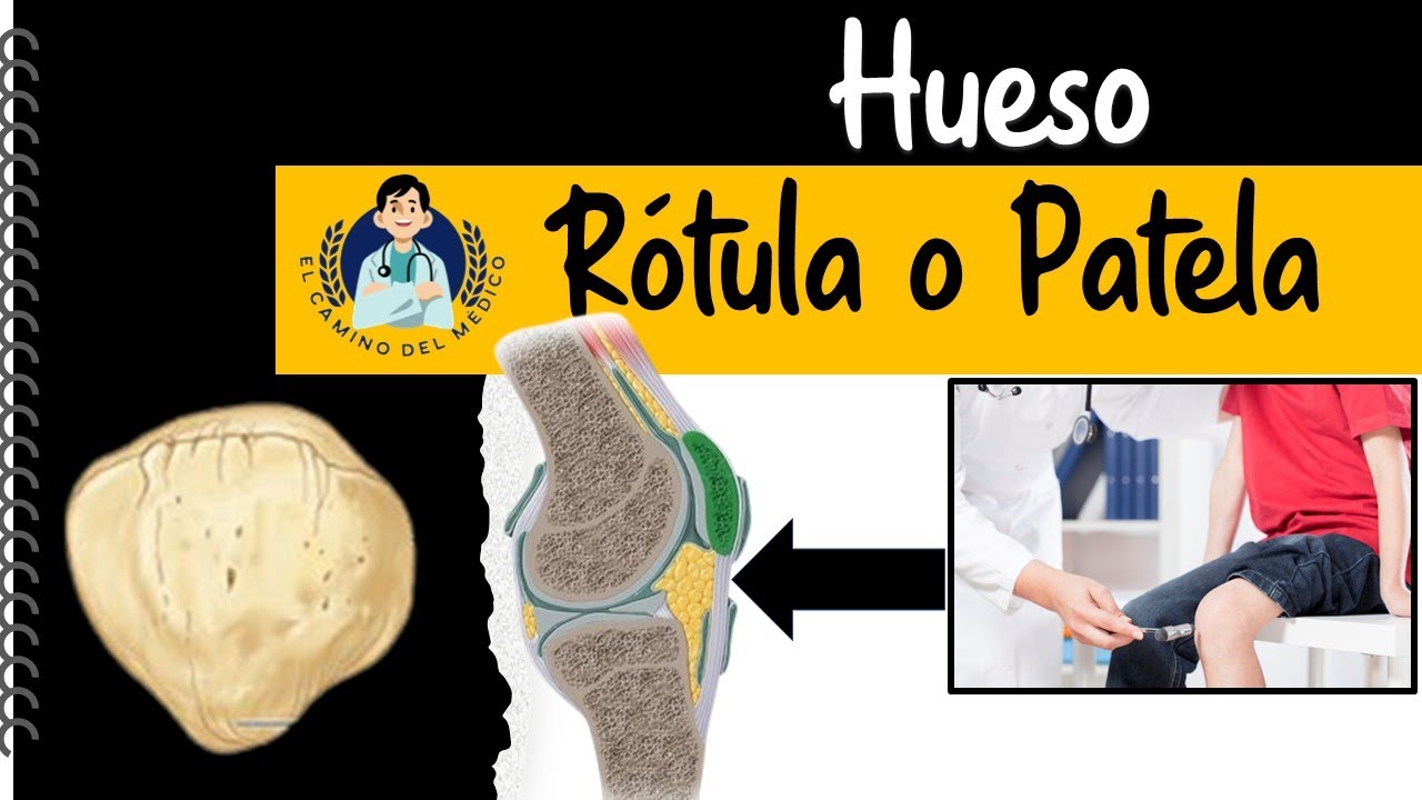 Hueso R&oacute;tula o Patela ‐ F&aacute;cil y did&aacute;ctico