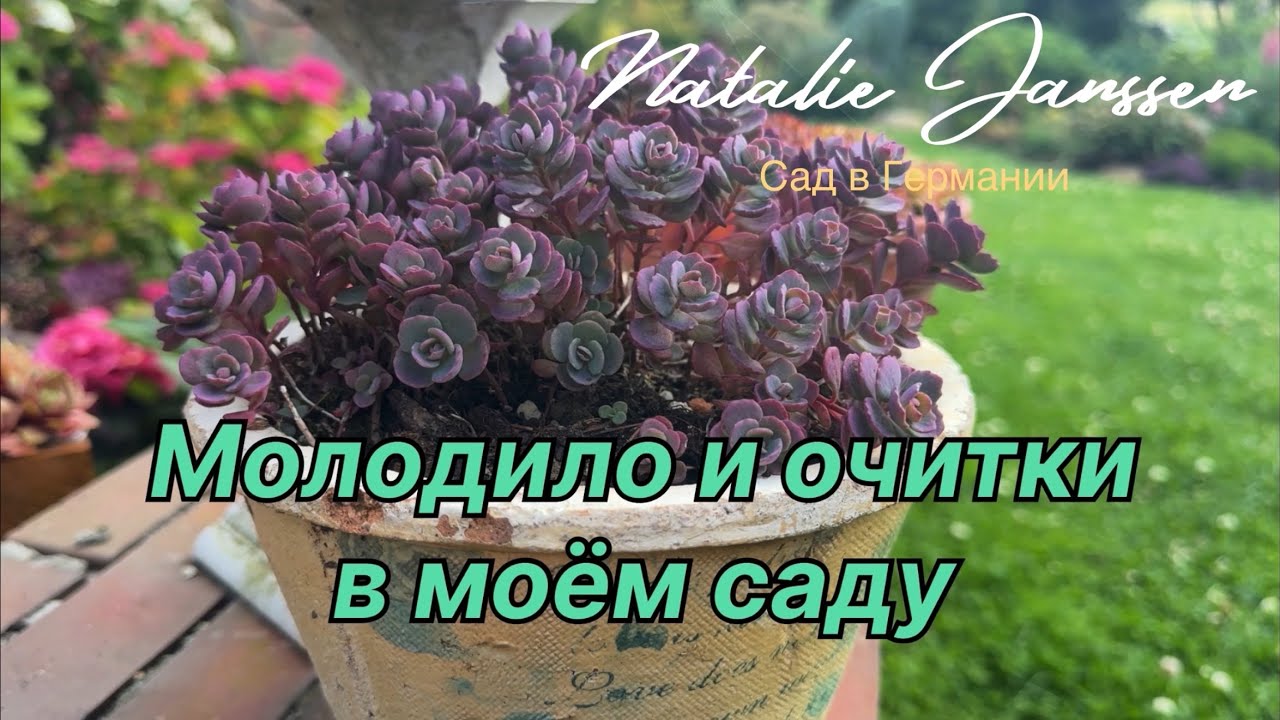 Очарование седумов и каменных роз в моем саду 🌿 декоративные композиции  🌿