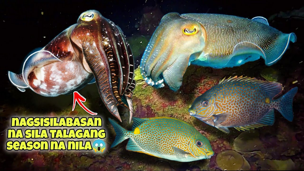 NAGSISILABASAN NA SILA TALAGANG SEASON NA NILA😱 #repost #kapanatv #fishing #seafood #fish #viral