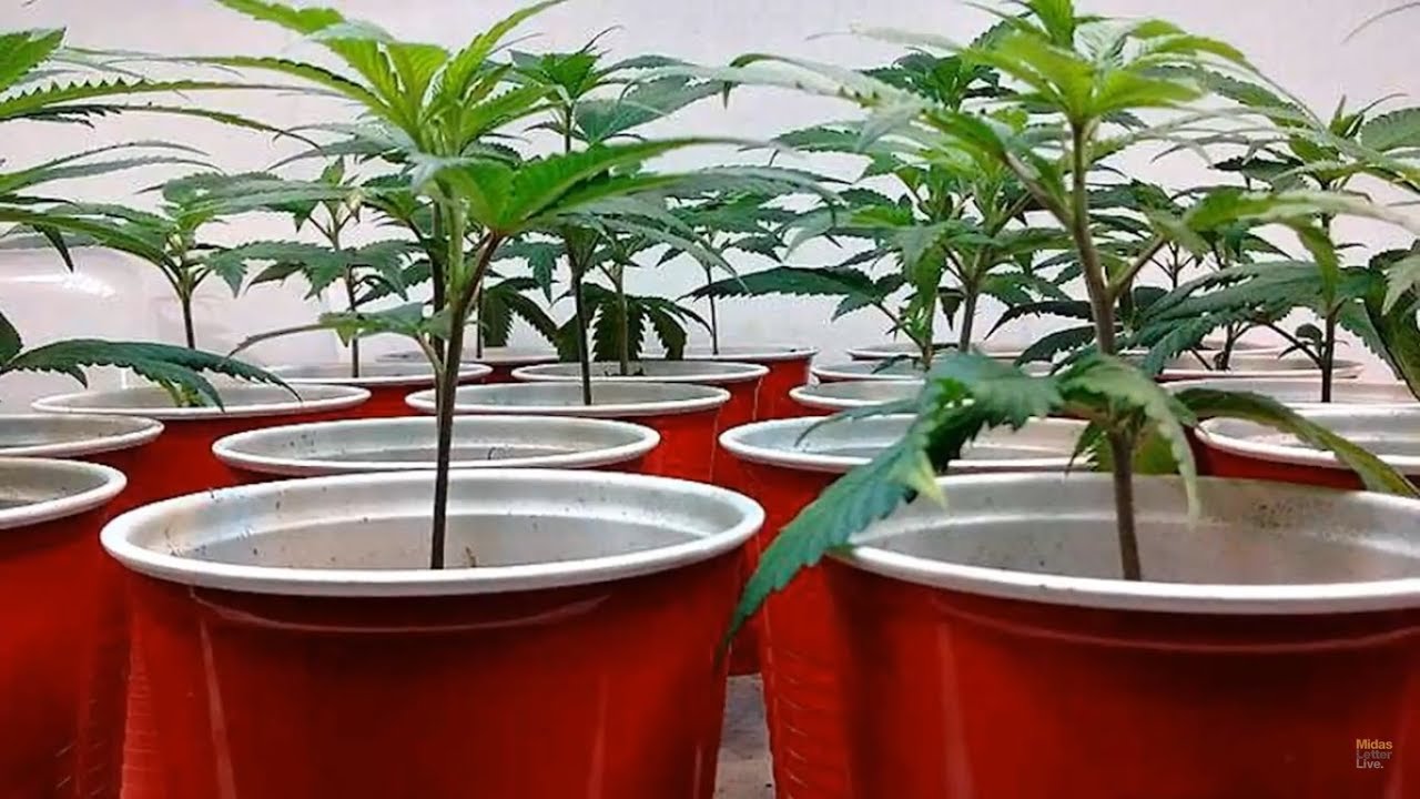 Cannabis Seeds in Ontario