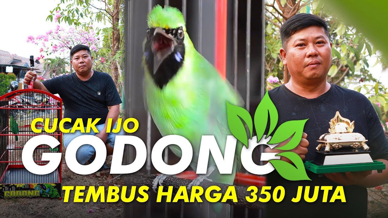 CUCAK IJO GODONG TEMBUS HARGA 350 JUTA