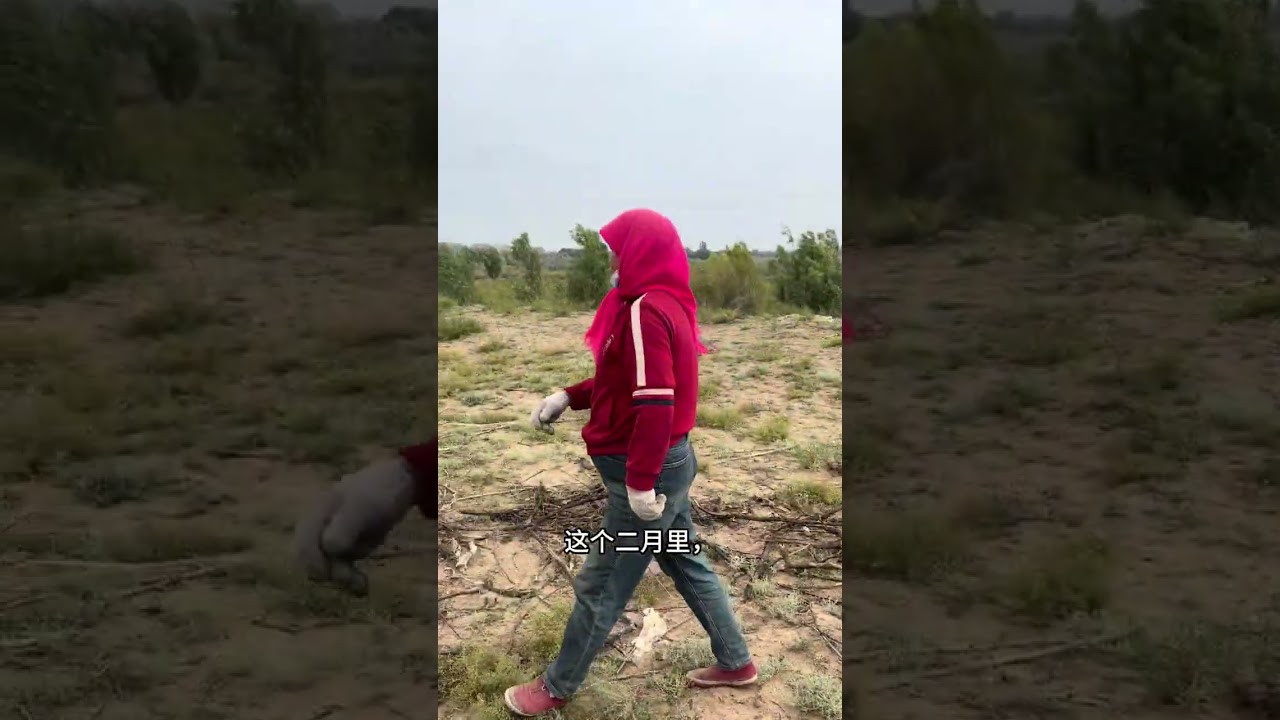 家里柴火见了底，正好今天跟家人一起去拾柴火。西北农村的日子就是这样，一点一点拾来的柴火，是灶上的饭香，是炕头的温度，是日子里踏实的烟火气#拾柴火 #西北农村生活 #记录我的农村生活