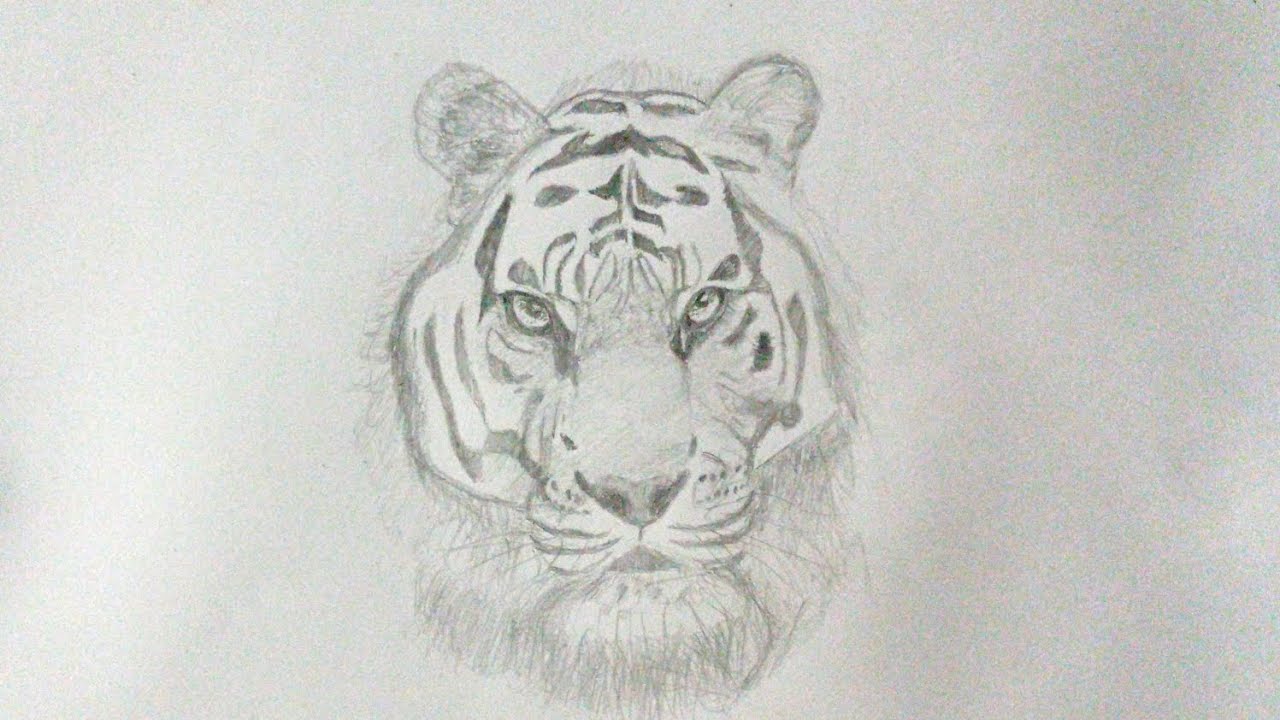 วาดหน้าเสือแรเงาด้วยดินสอ Draw a tiger's face with shading using a pencil. 
