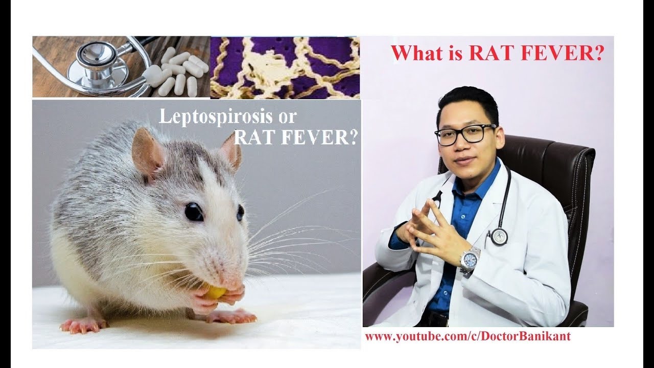 What is Rat Fever or Leptospirosis ? All you need to know