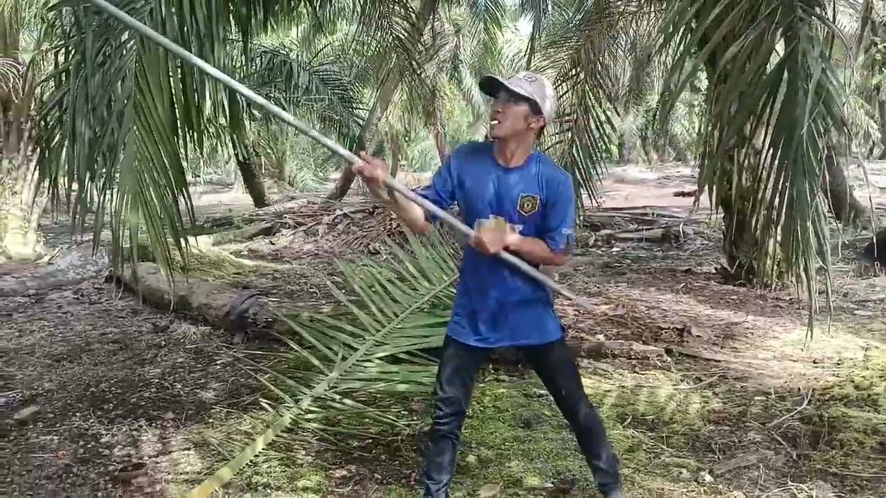 Panen sawit rendah || buahnya banyak || besar besar