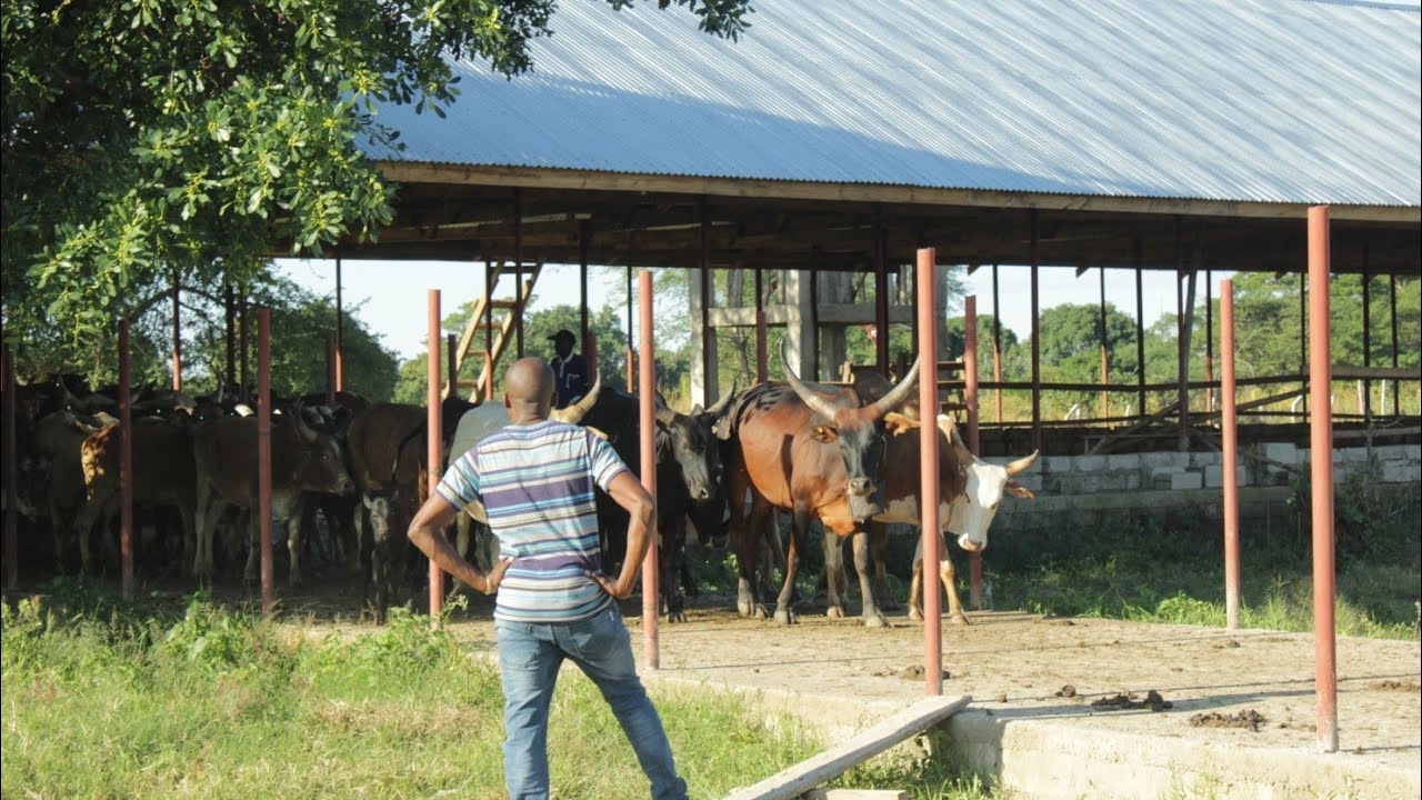 PARTY 2: UWEKEZAJI MKUBWA WA RAHABU LIVESTOCK FARM MBEYA, SHUHUDIA NG'OMBE WA KIENYEJI WANAVYOTUNZA