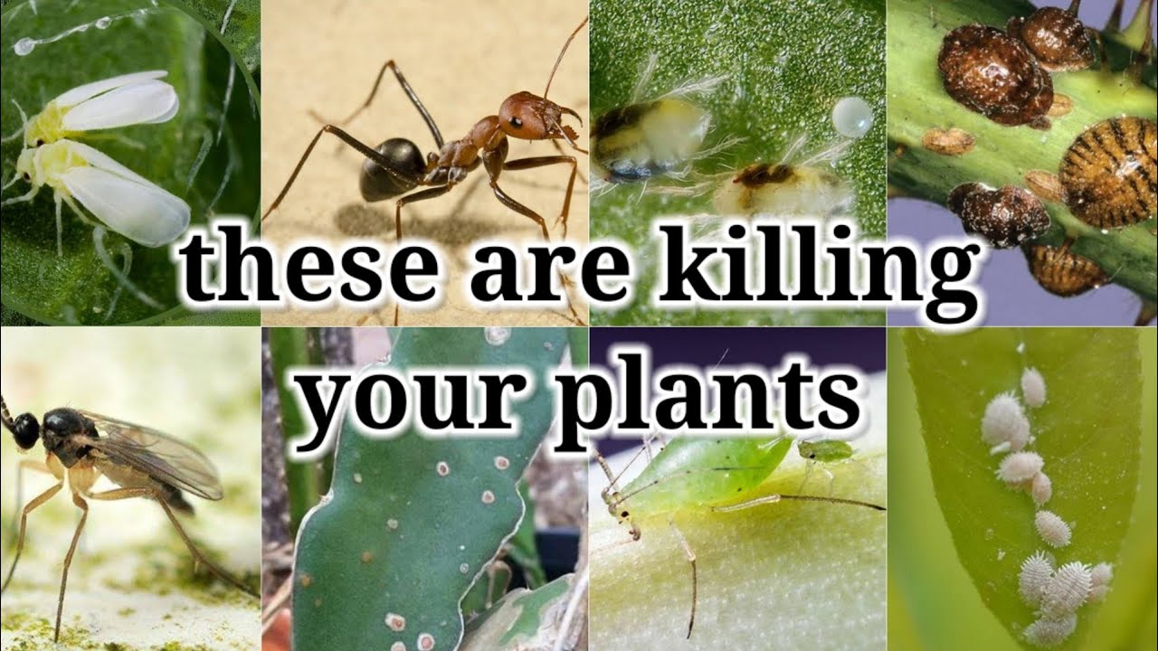 2/5 Common Succulent pests you should know and how to treat them