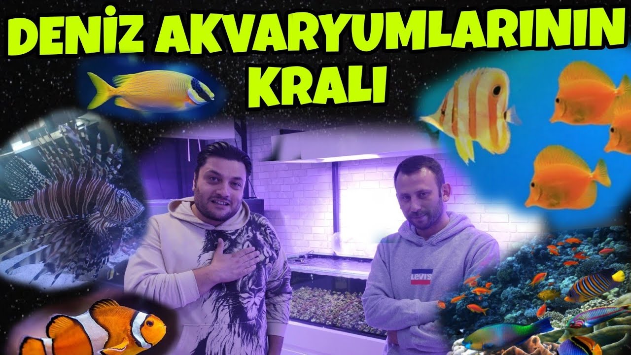 Resif Yıldızı Deniz Sistemleri.Muhteşem Deniz Akvaryumları.Balıklar,Anemonlar, Mercanlar #reeftank
