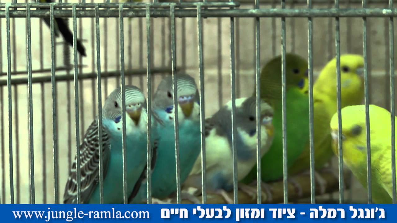 ג'ונגל רמלה - רמלה - B144