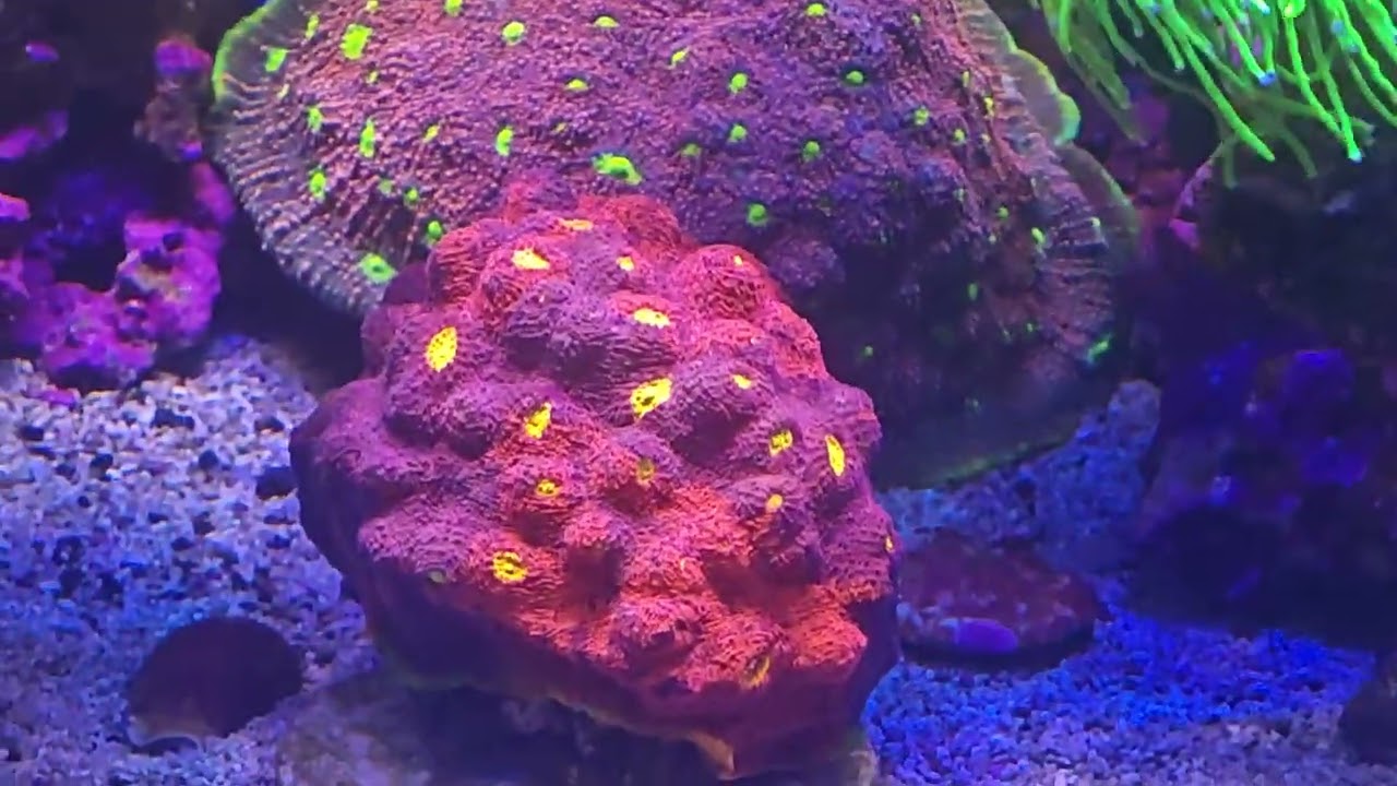 Psy Reef