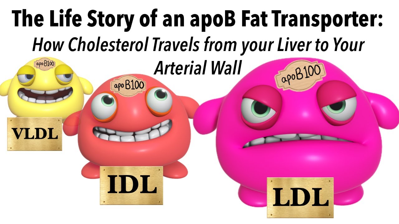 The Life Story of an apoB Lipoprotein:  How Cholesterol is Transported Into Your Arterial Wall