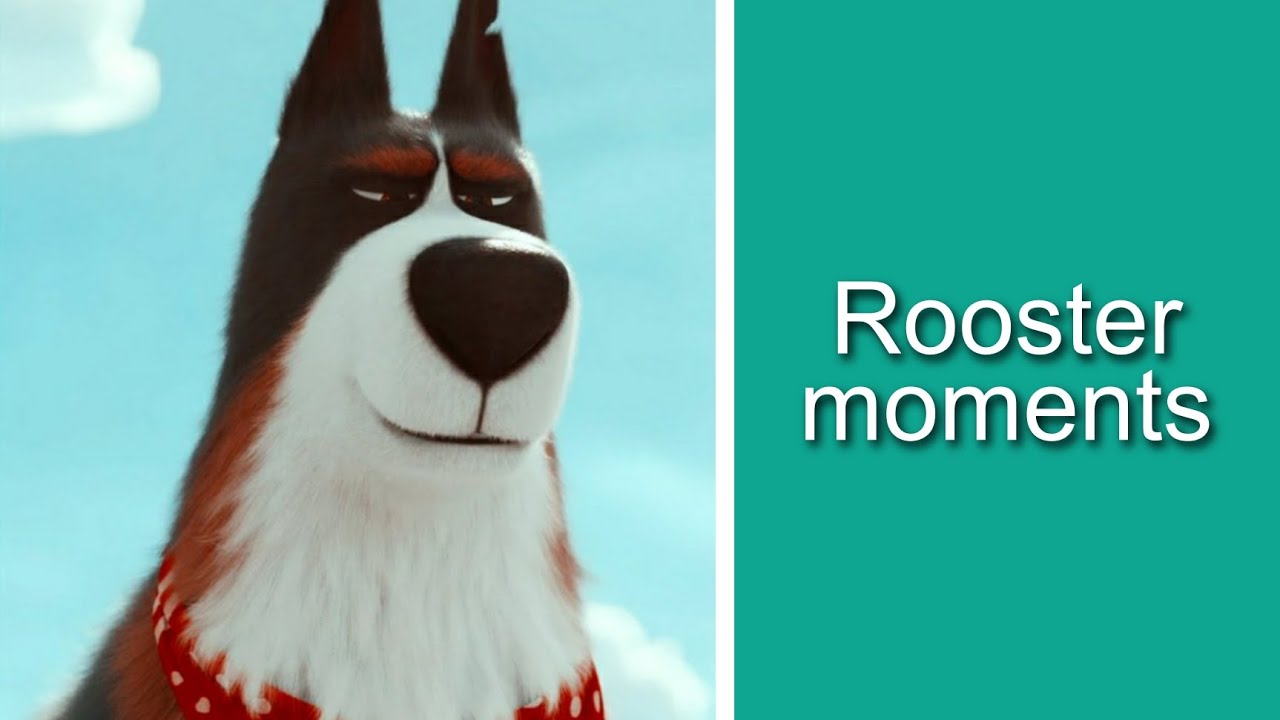 Rooster moments (Secret life of pets 2)