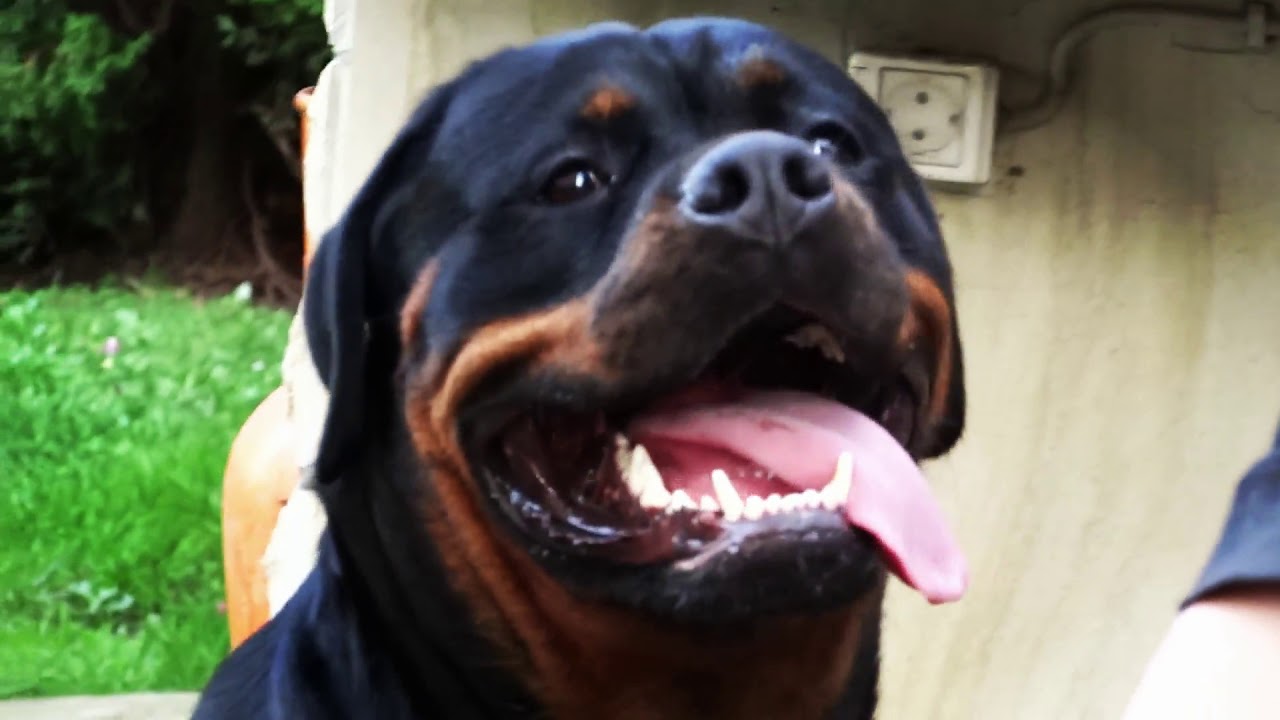 MY FAVORITE ROTTWEILER