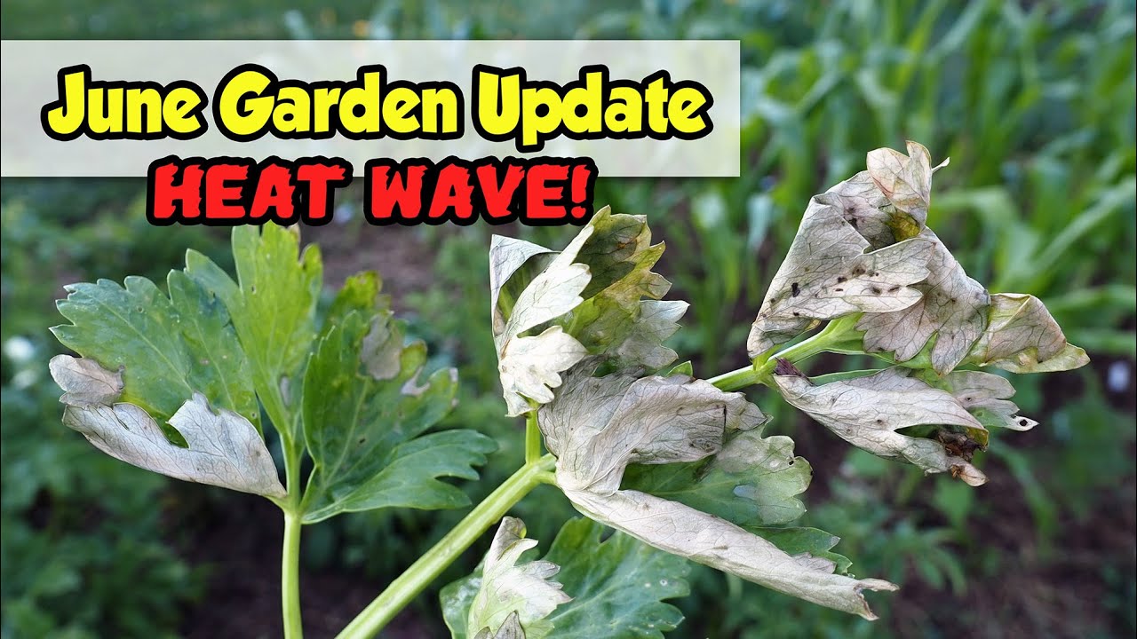 June Garden Update - Record Breaking Heatwave