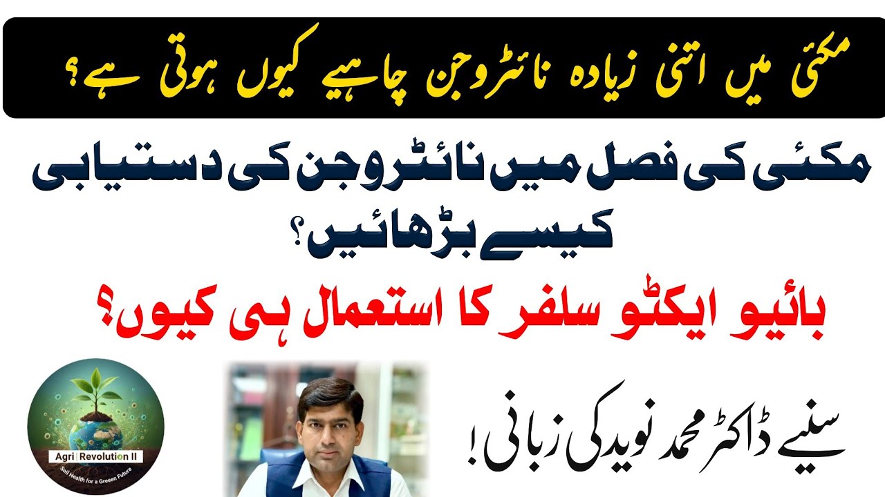 مکئی کی فصل میں نائٹروجن کی دستیابی کیسے بڑھائیں؟ بائیو ایکٹو سلفر ہی کیوں؟ سنیے ڈاکٹر محمد نوید سے