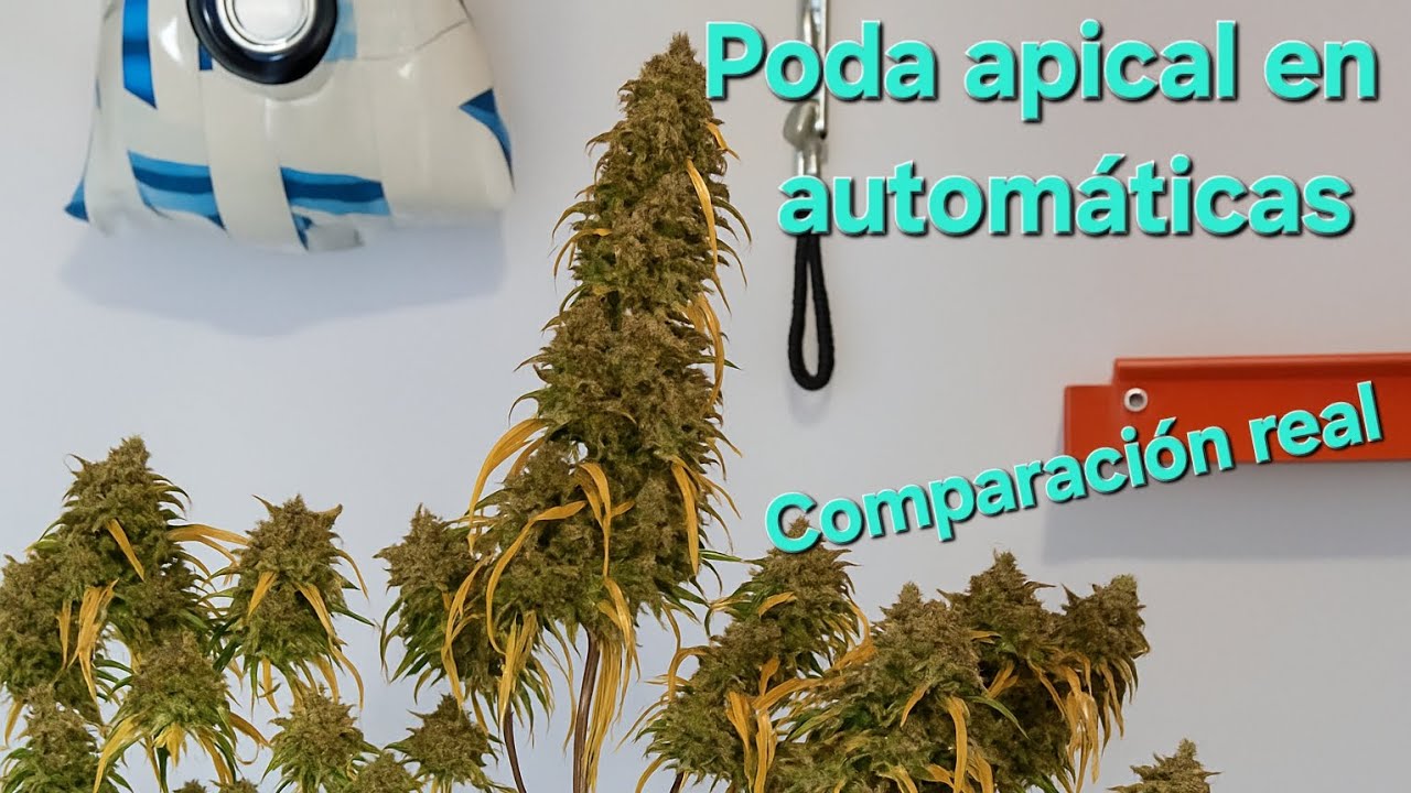 &iquest;Conviene hacer Poda Apical en Autom&aacute;ticas? Comparativa Real entre Dos Plantas