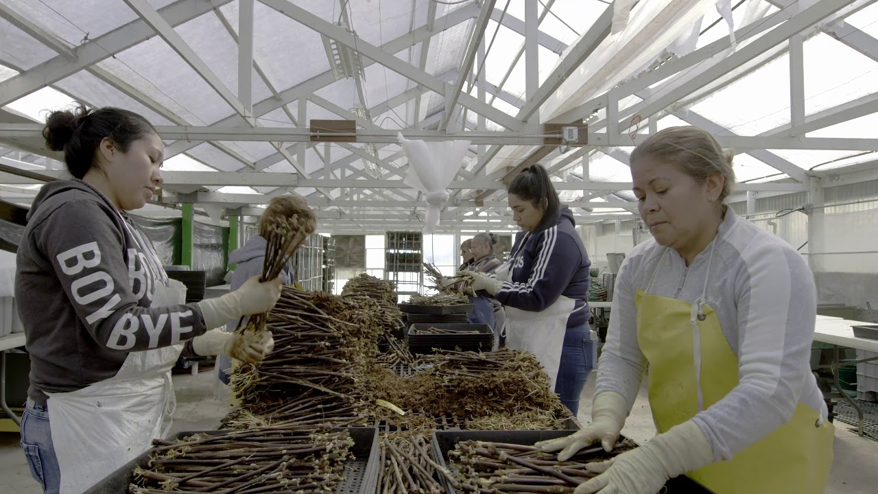 The Making of a Novavine Grapevine