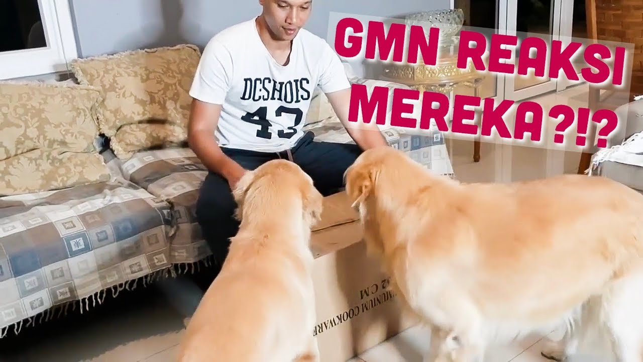 REAKSI SNOWEE SNOWA KETEMU ANUBIS | SNOWEE THE GOLDEN