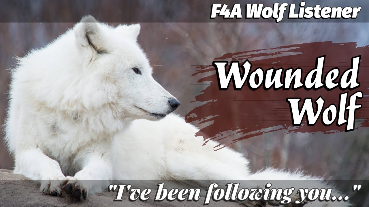 Wounded Wolf | F4A Wolf Listener Audio Role Play / ASMR