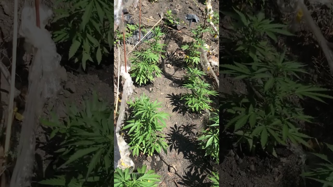 4week3days outdoor autoflower grow🍁👍 #cannabisgrow #outdoorgrow #growshorts