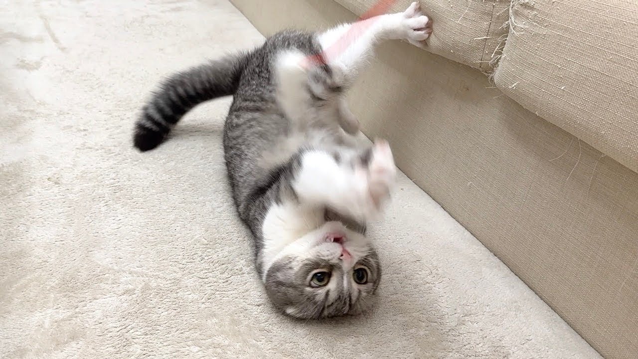 数年ぶりにお気に入りの猫じゃらしを見つけた猫が嬉しすぎておかしくなっちゃいました…