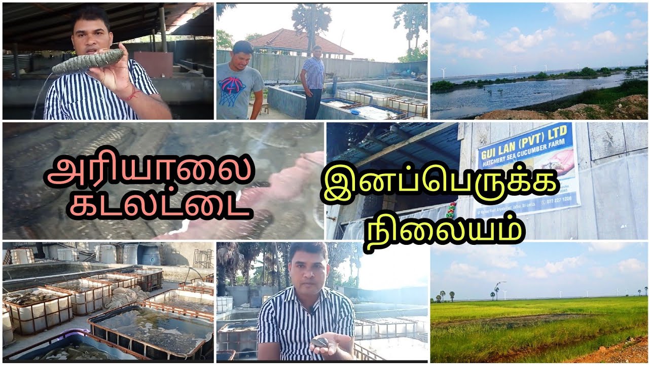 அரியாலை கடலட்டை பண்ணை | Ariyalai   Sea Cucumber Farm | Jaffna