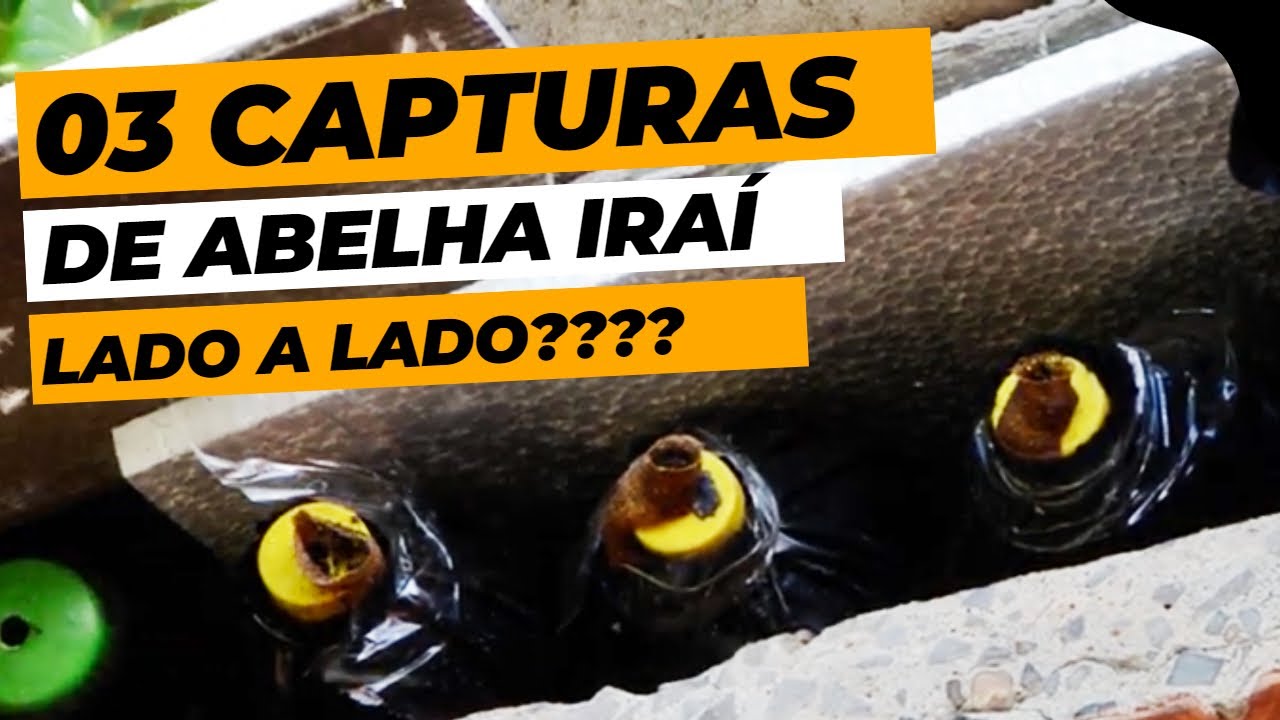 CAPTURA DE ABELHA IRAÍ LADO A LADO?