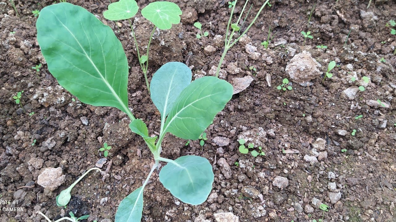 amendement , nettoyage, suivi de la mise en place du potager d'hiver