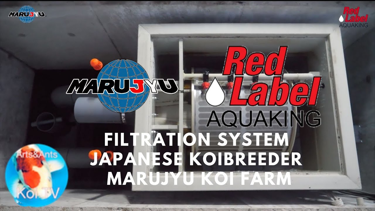 Filtration system | Japanese koi breeder | koi fish | Marujyu Koi Farm