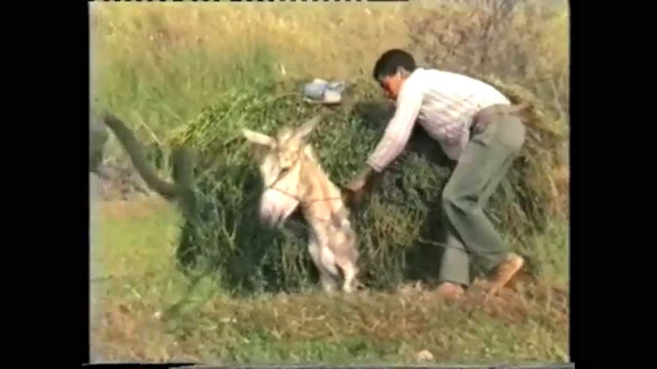 251 Donkey's fat, Egypt