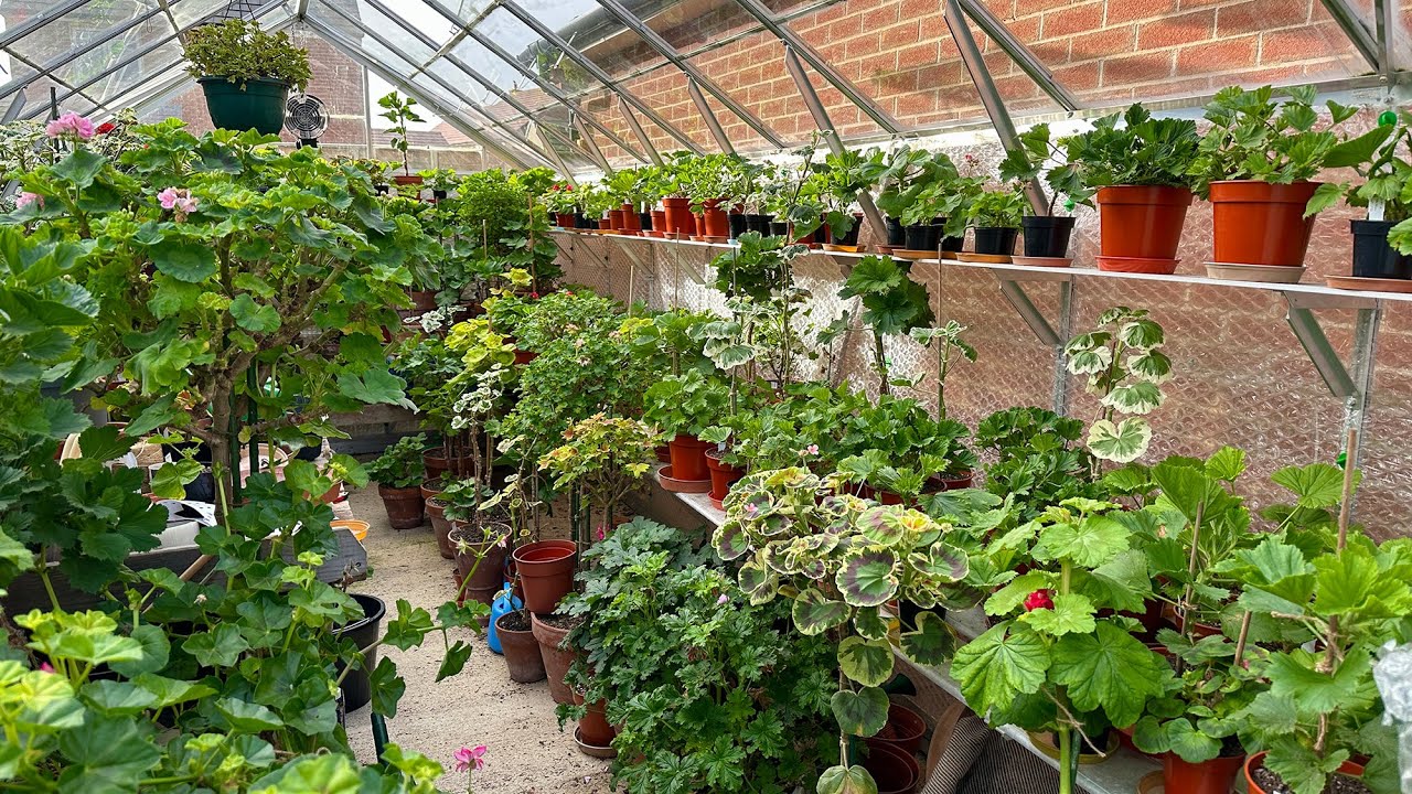 My Pelargonium Greenhouse and upcoming jobs in late January